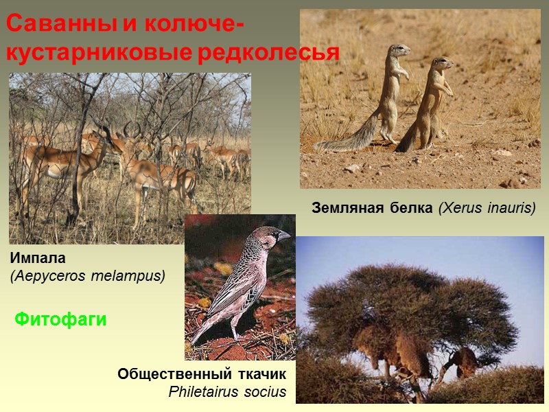 Земляная белка (Xerus inauris)  Импала  (Aepyceros melampus) Фитофаги Общественный ткачик  Philetairus